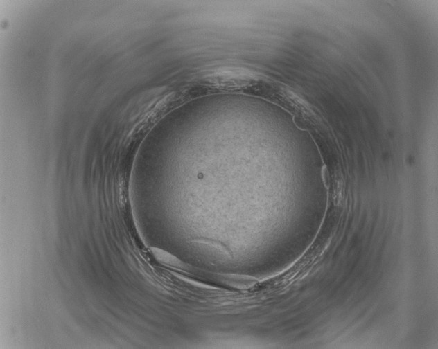 X0000061151108200511210954