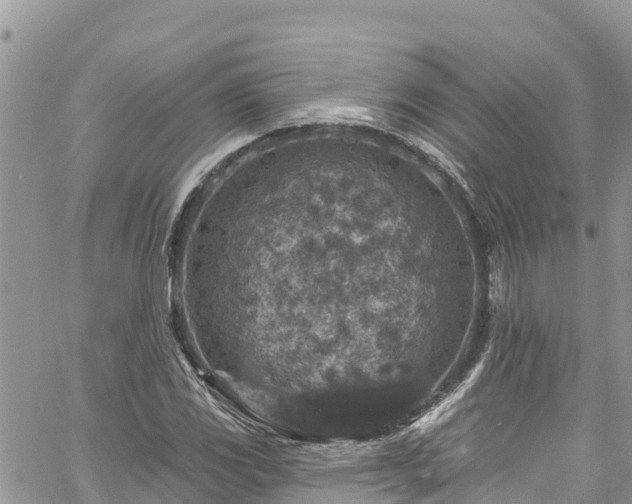 X0000061151117200511210954