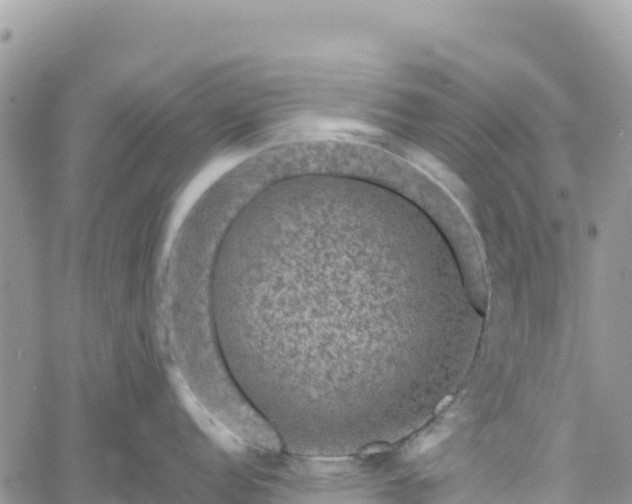 X0000061151152200511210955