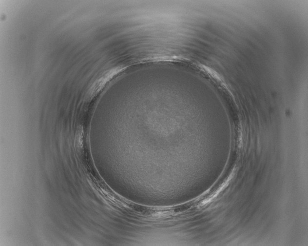 X0000061151161200511210954