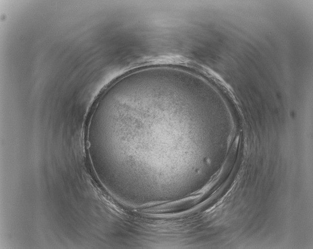 X0000061151174200511210954