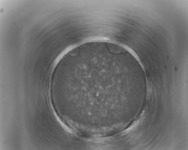 X0000061151245200511210953