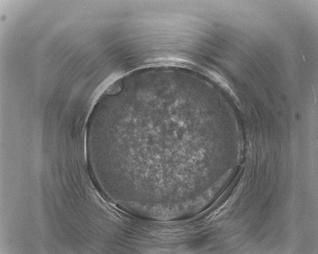 X0000061151275200511210952