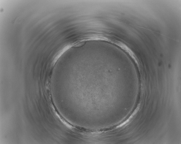 X0000061151385200511210950