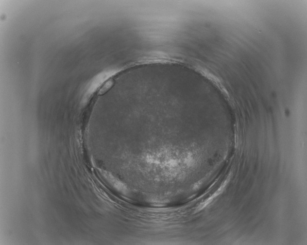 X0000061151453200511210949