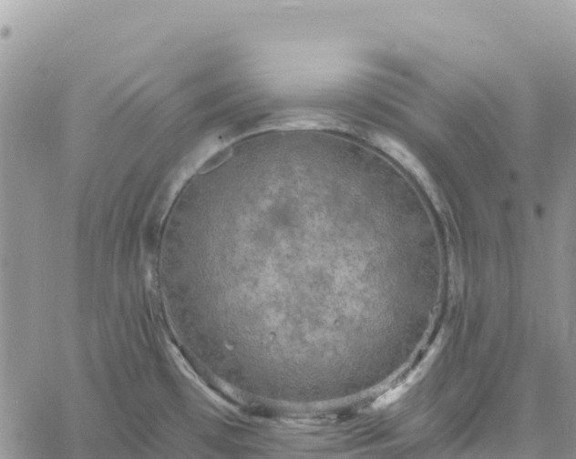 X0000061151481200511210948