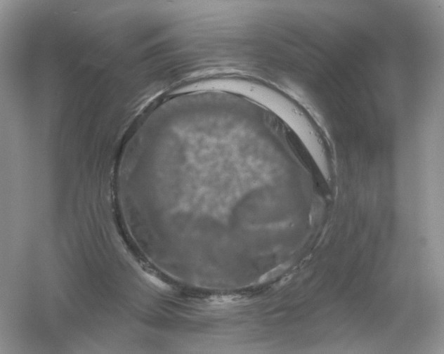 X0000061150105200512022325