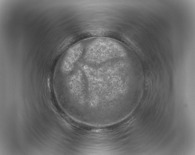 X0000061150117200512022325