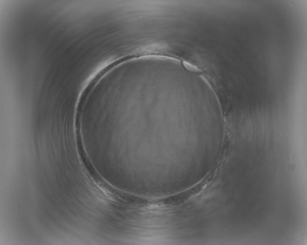 X0000061150196200512022323