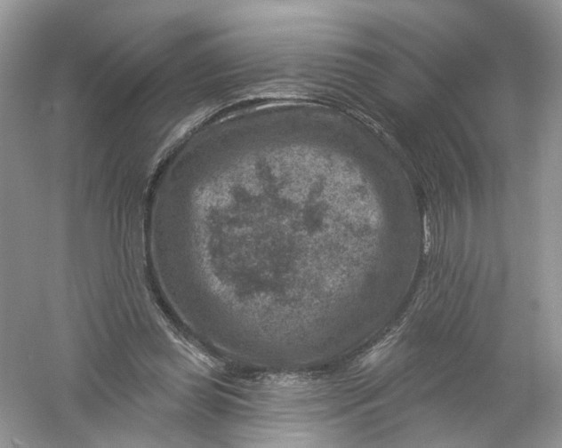 X0000061150349200512022320