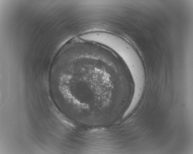 X0000061150386200512022320