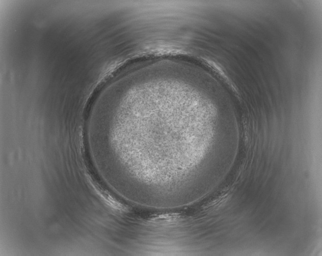 X0000061150447200512022319