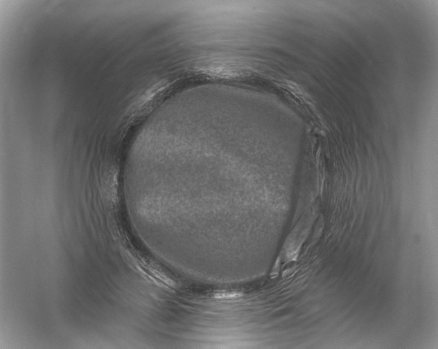 X0000061150596200512022316