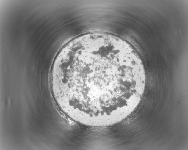 X0000061150856200512022312