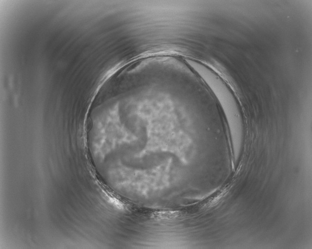 X0000061150858200512022312