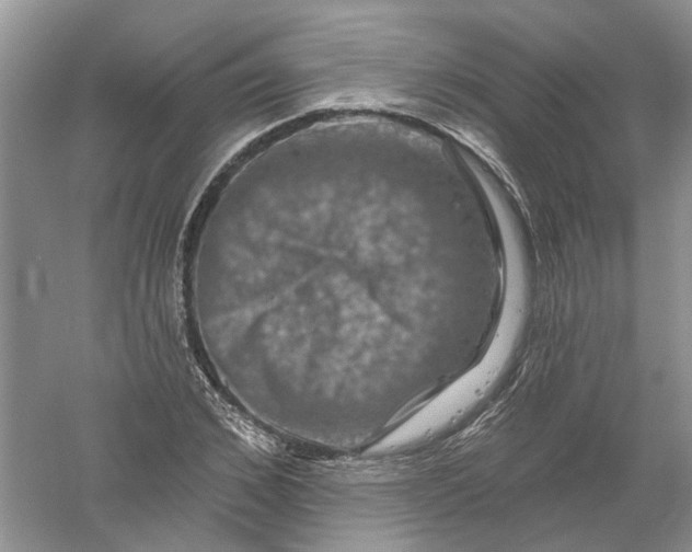 X0000061150976200512022310