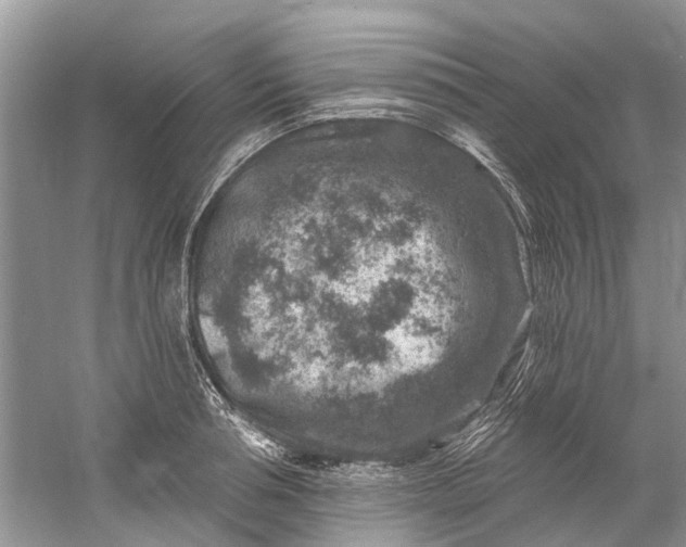 X0000061150994200512022309