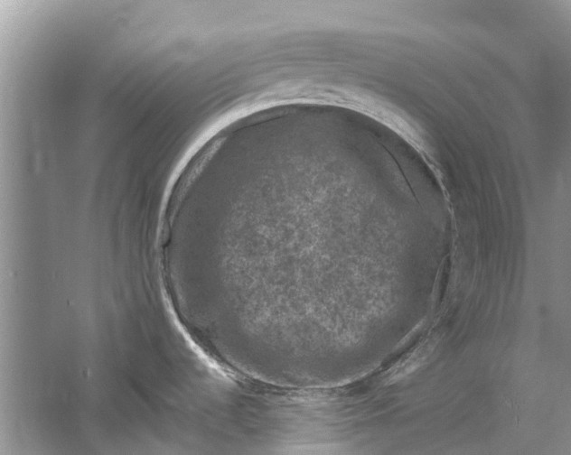 X0000061151536200512022301