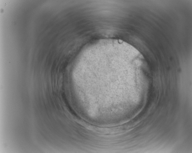 X0000061150030200512092011