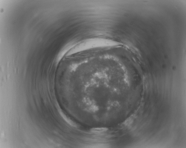 X0000061150051200512092010