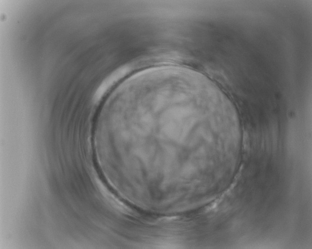 X0000061150054200512092010