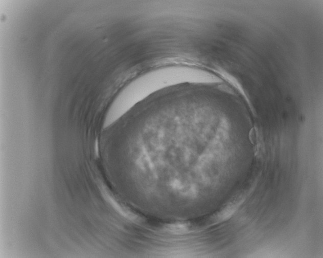 X0000061150061200512092010