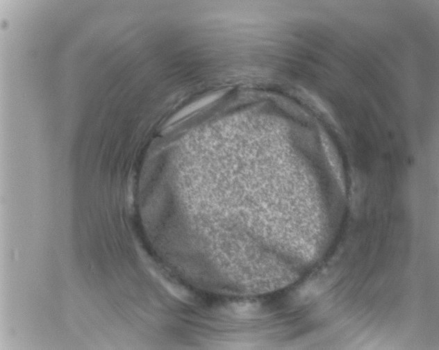 X0000061150065200512092010