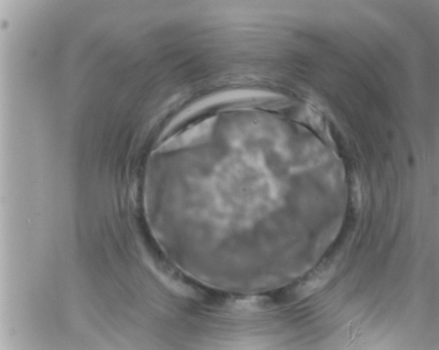 X0000061150072200512092010