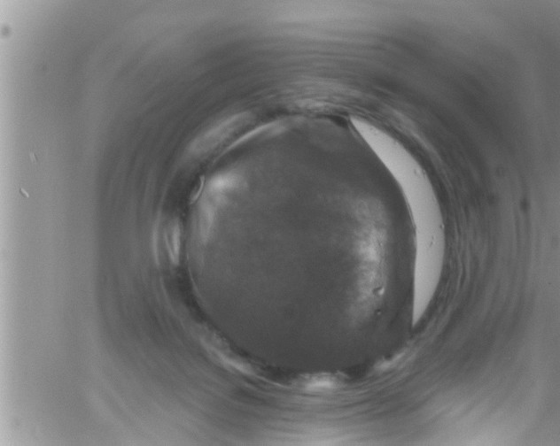 X0000061150076200512092010