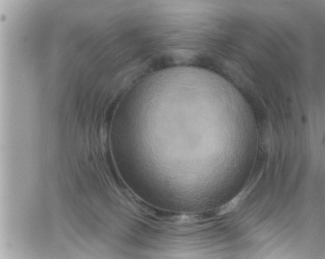 X0000061150082200512092010