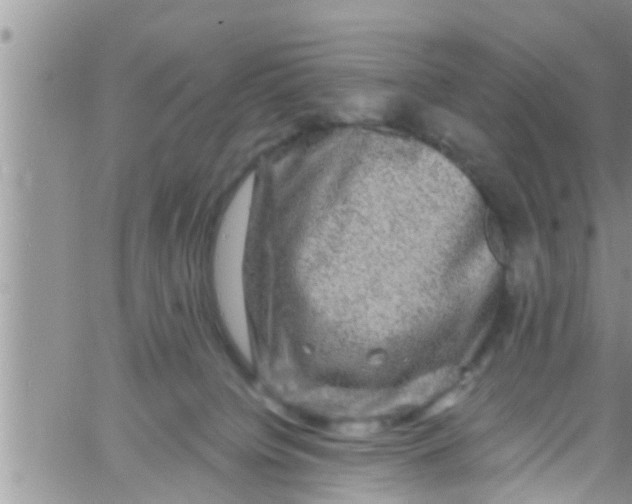 X0000061150084200512092010