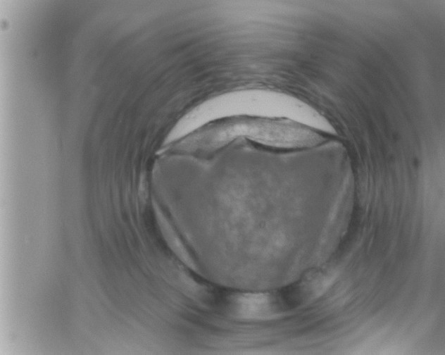 X0000061150085200512092010