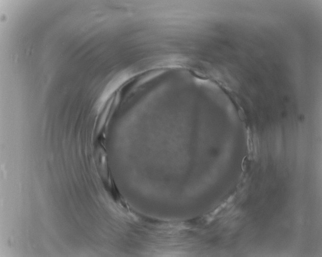 X0000061150099200512092009