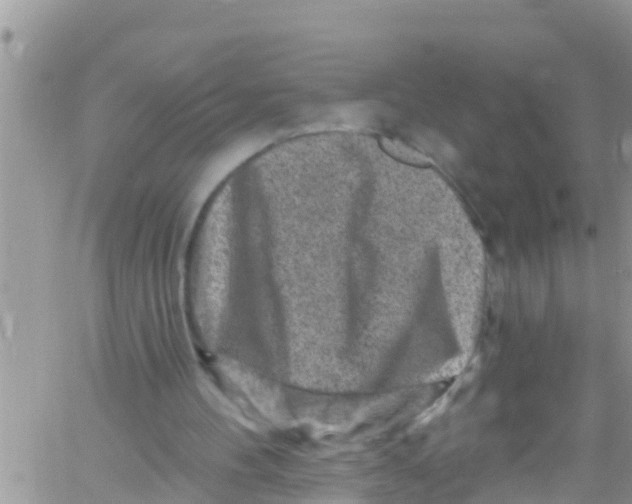 X0000061150100200512092009