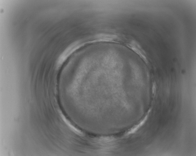 X0000061150101200512092009