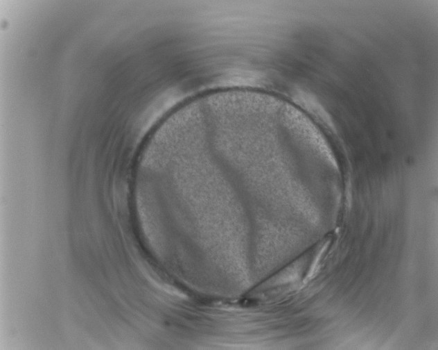 X0000061150108200512092009