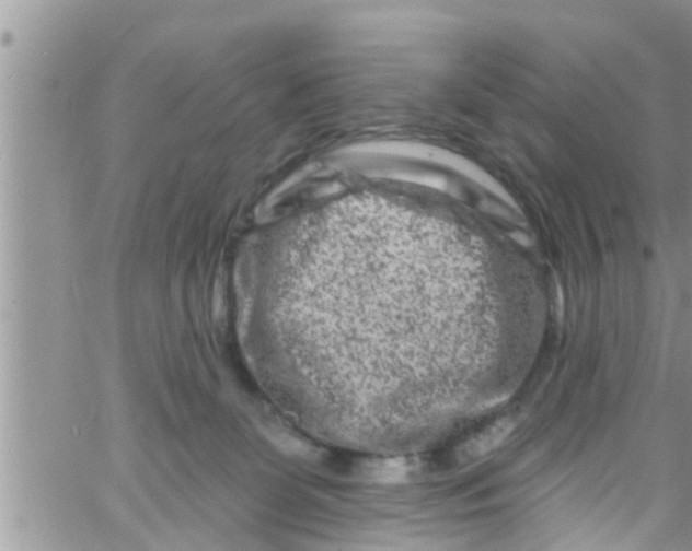 X0000061150131200512092009