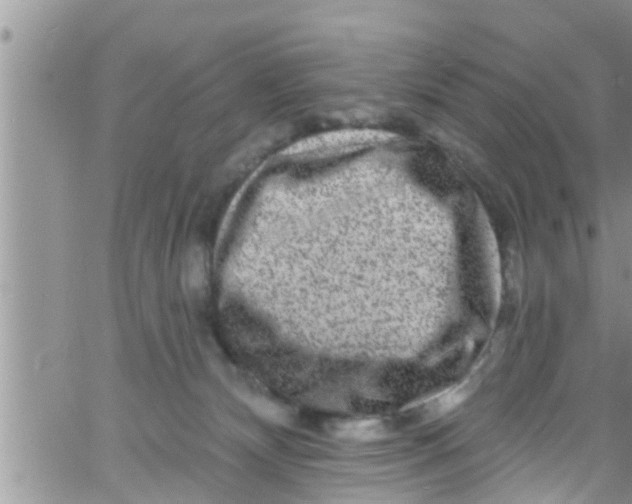 X0000061150132200512092009