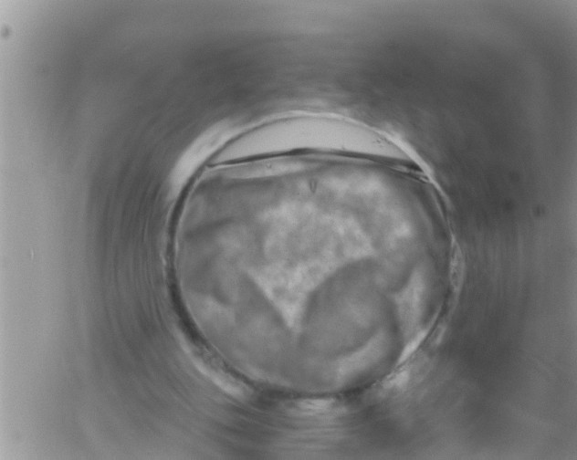 X0000061150151200512092008