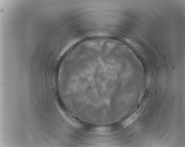 X0000061150158200512092008