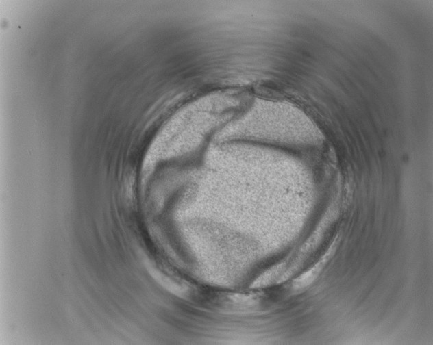 X0000061150166200512092008