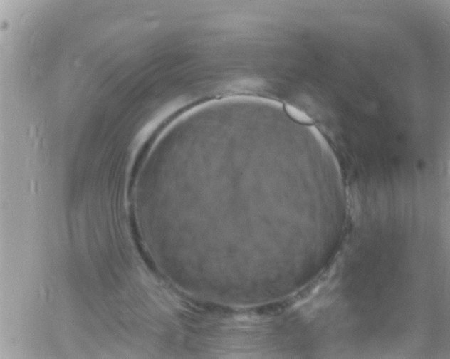 X0000061150196200512092008