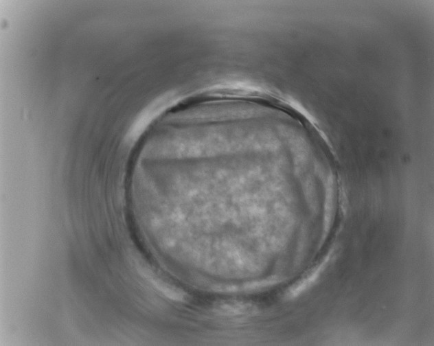 X0000061150199200512092008