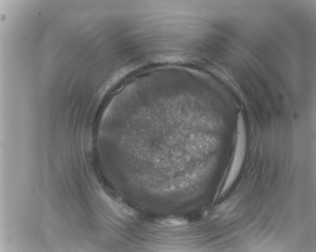 X0000061150204200512092008