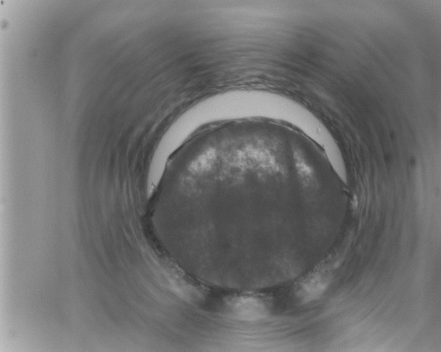 X0000061150224200512092007