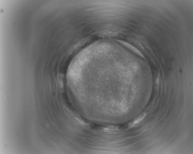 X0000061150232200512092007