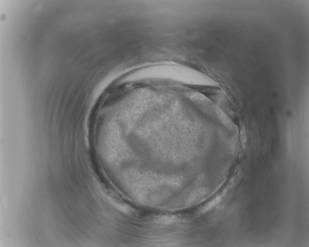 X0000061150246200512092006