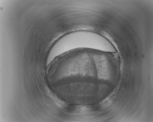 X0000061150249200512092006