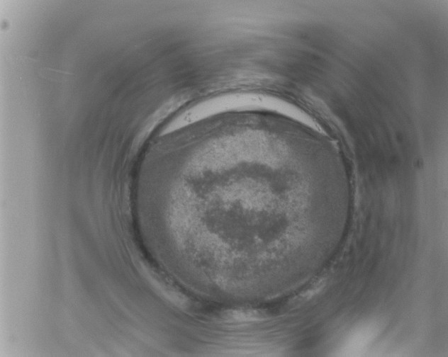 X0000061150250200512092006