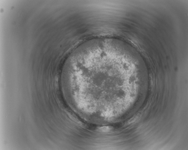 X0000061150269200512092007